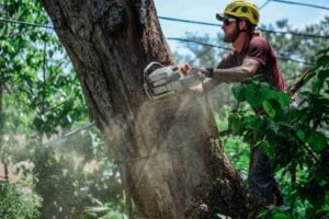 Tree Service in Oak Park, IL